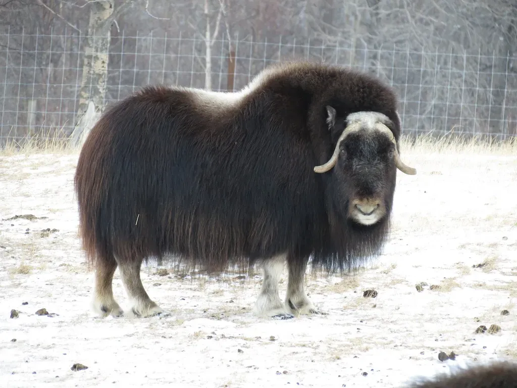 Musk Ox (mmmavocado, Flickr, CC BY 2.0)
