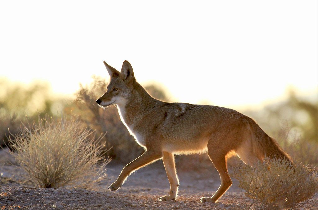 Coyote - The Master Adapter (Image Credits: Flickr)