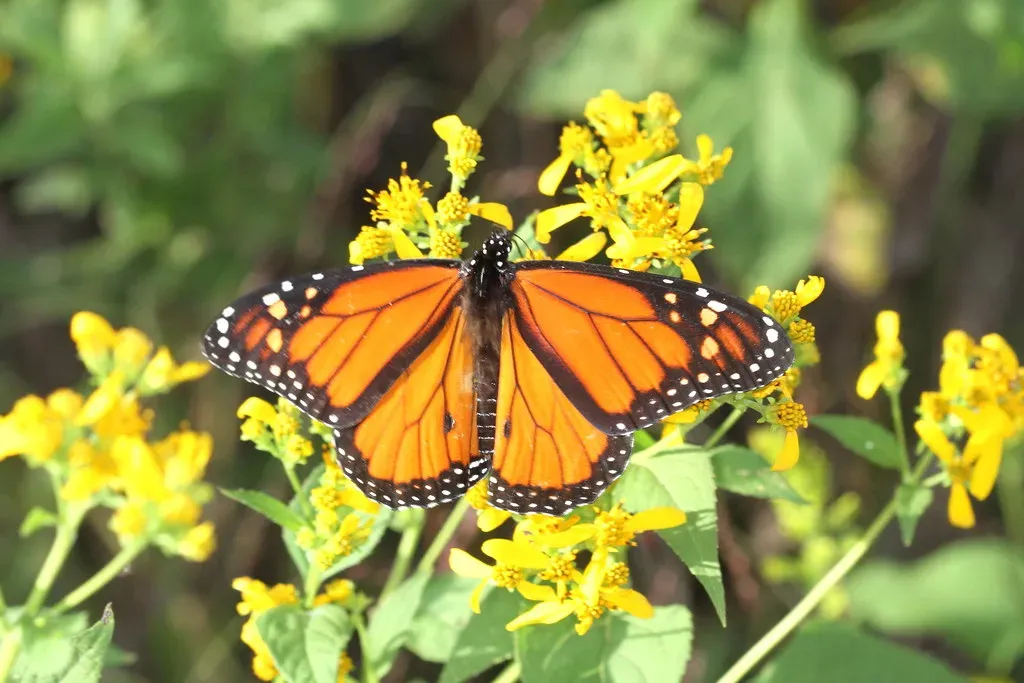 The Mystery of the Fall Migration (DrPhotoMoto, Flickr, CC BY-SA 2.0)