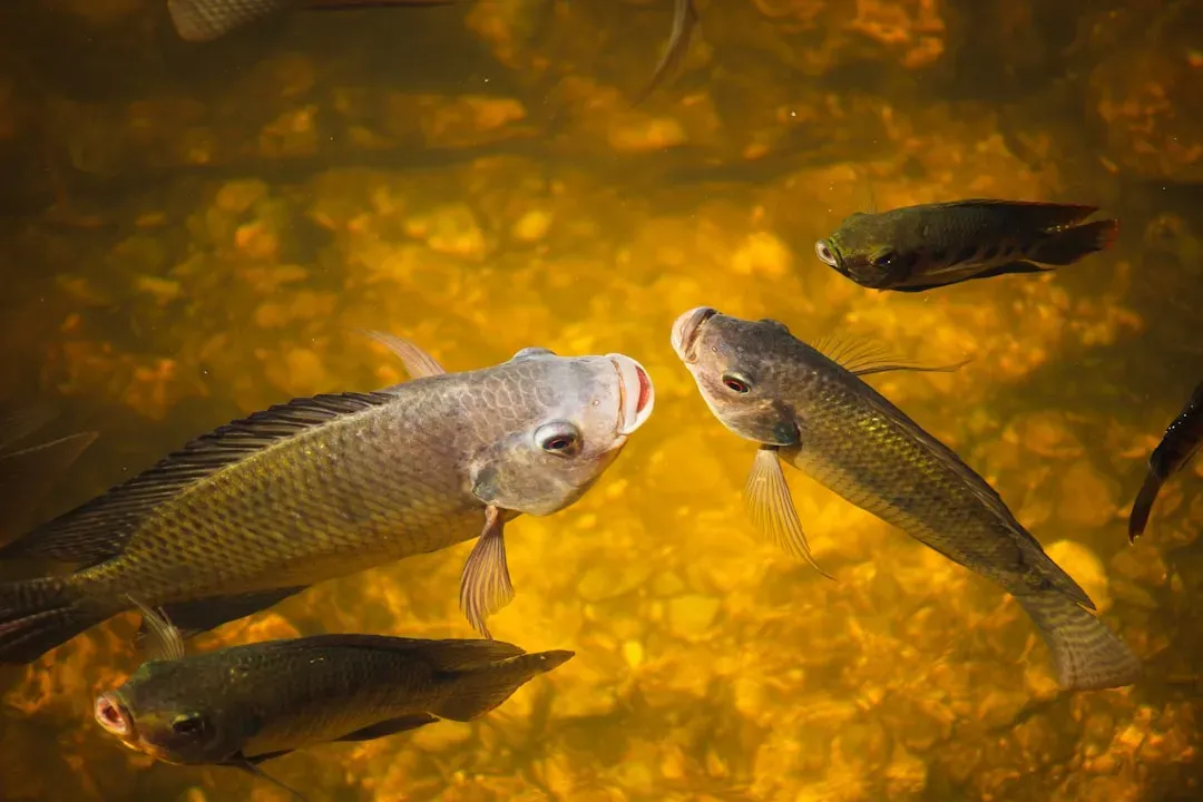 #8 Killifish (Image Credits: Unsplash)