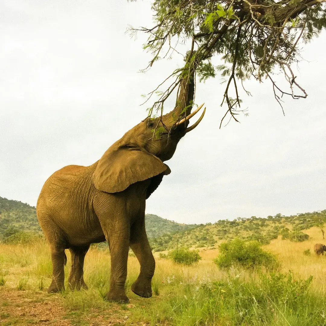 Elephants Swatting Flies with Branches (Image Credits: Unsplash)