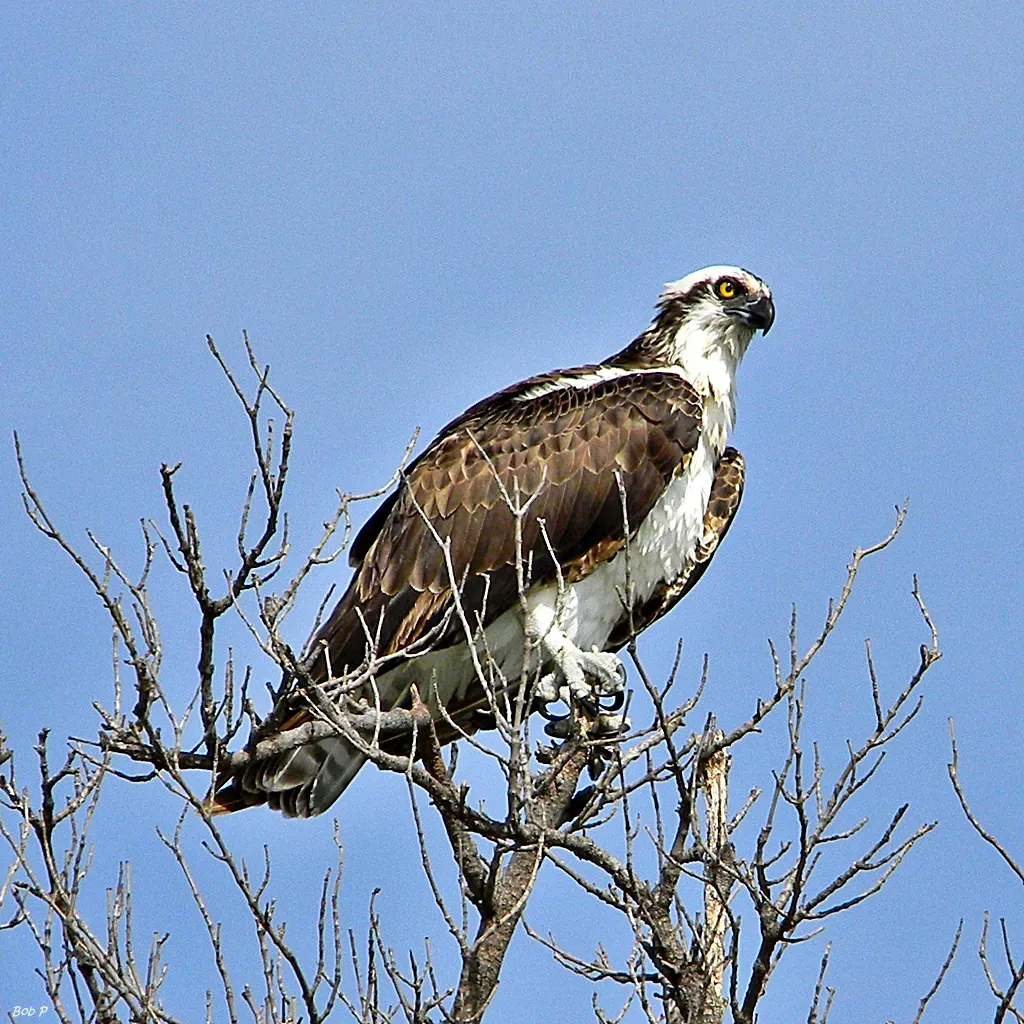 14. Booted Eagle - Small but Perfectly Formed (bob in swamp, Flickr, CC BY 2.0)