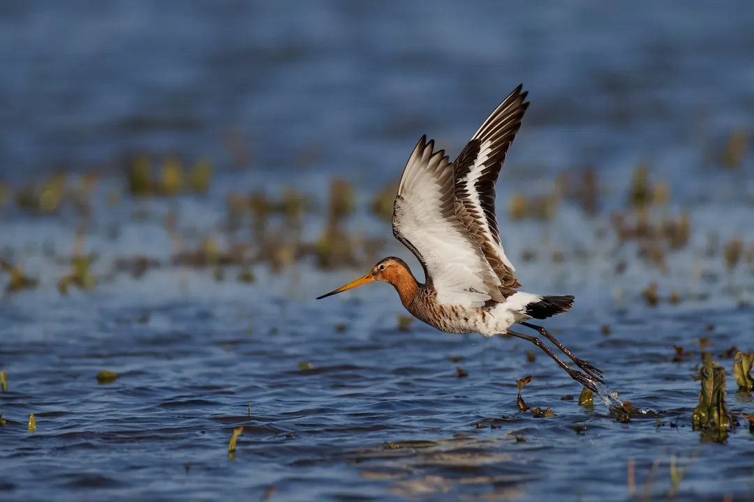 2. Bar-tailed Godwit – Nonstop Flights Across the Pacific (Image Credits: Unsplash)