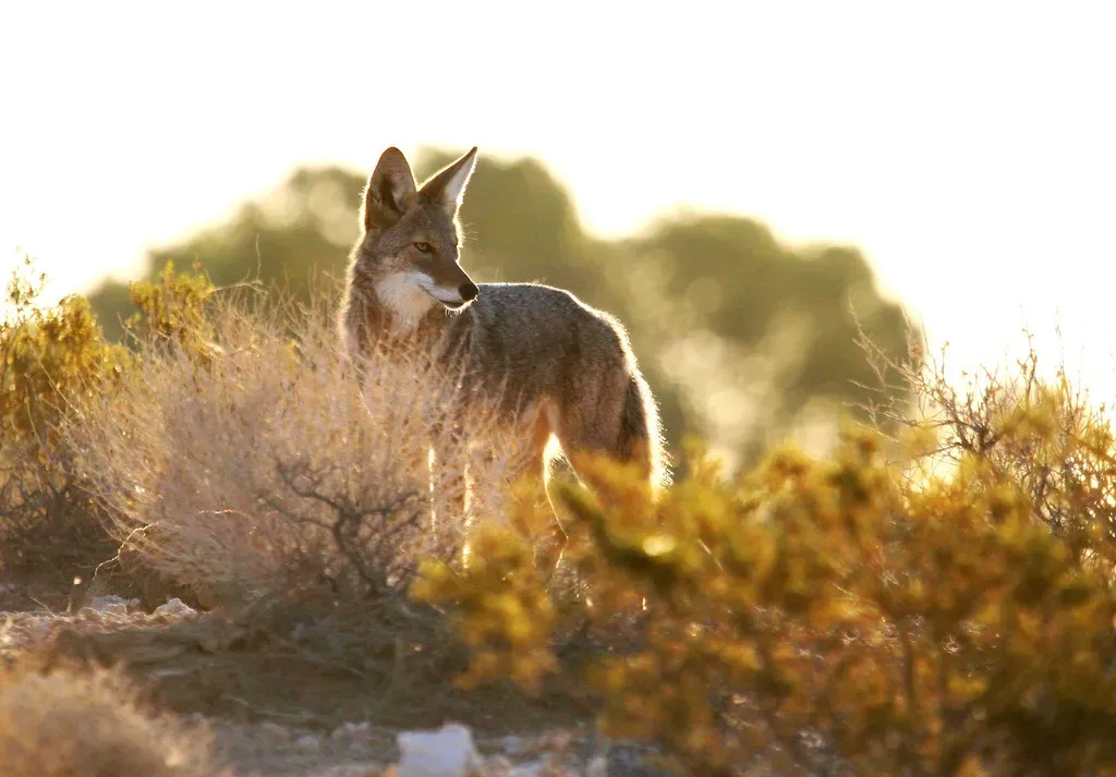From Sheep and Foxes to Family Pets: How Transmission Is Shifting (Monkeystyle3000, Flickr, CC BY 2.0)