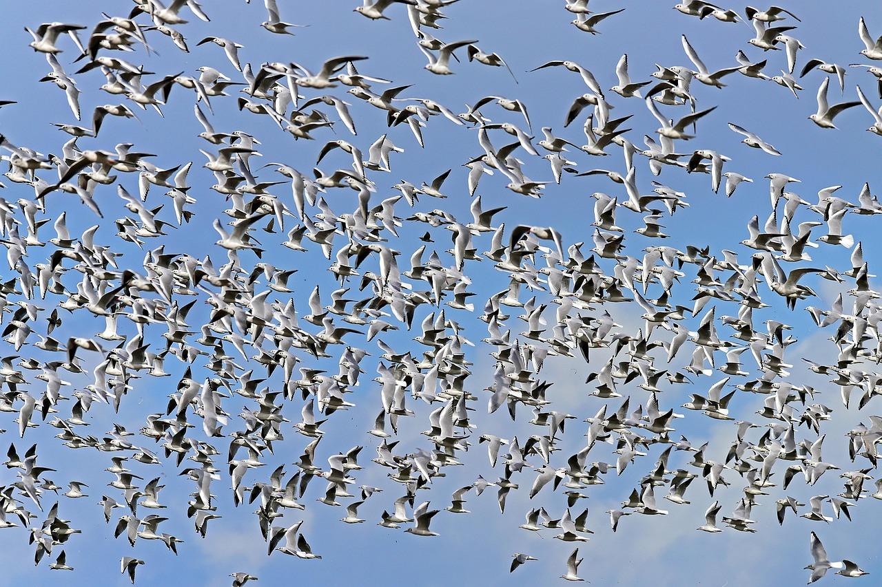 African Straw-Coloured Fruit Bats: The Sky-Darkening Swarm (Image Credits: Pixabay)