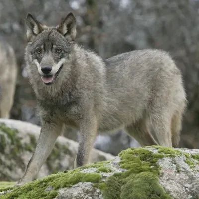 #2 Taurus: The Iberian Wolf (Canis lupus signatus) (handed over by the author to the Project, CC BY-SA 3.0)