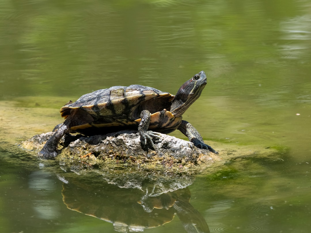 Steady Movement Like Earth's Natural Rhythms (Image Credits: Unsplash)