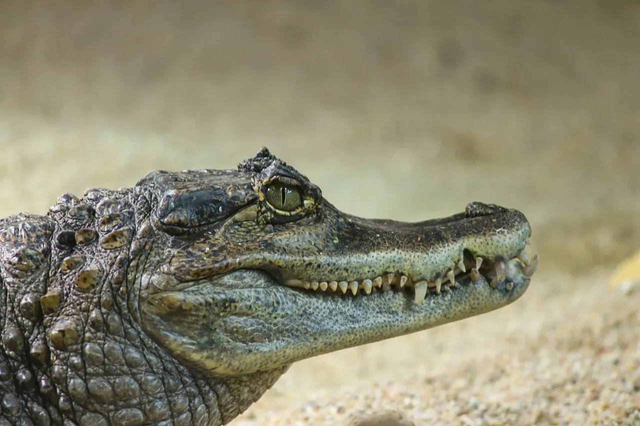 Scorpio: The Black Caiman (Image Credits: Pixabay)