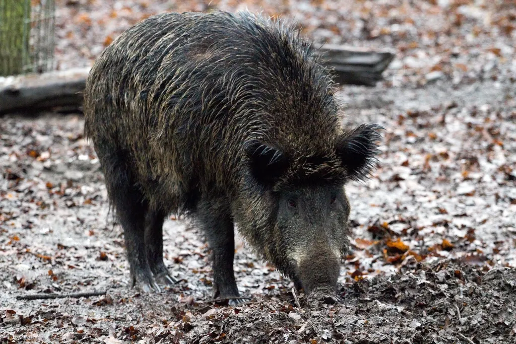 Conclusion: Wild Hogs Demand Respect, Not Panic (Image Credits: Rawpixel)