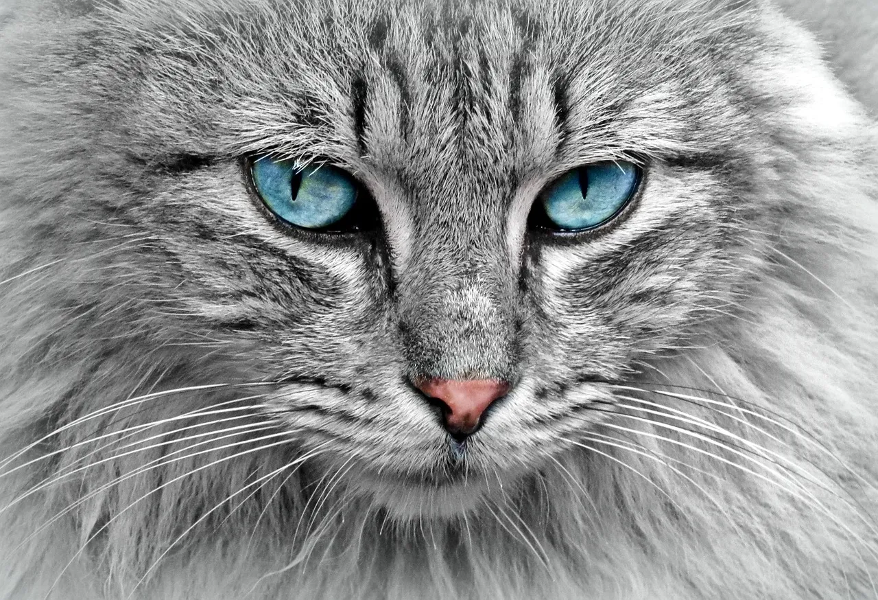 #4 - The Hollow, Gaunt Face (Image Credits: Pixabay)
