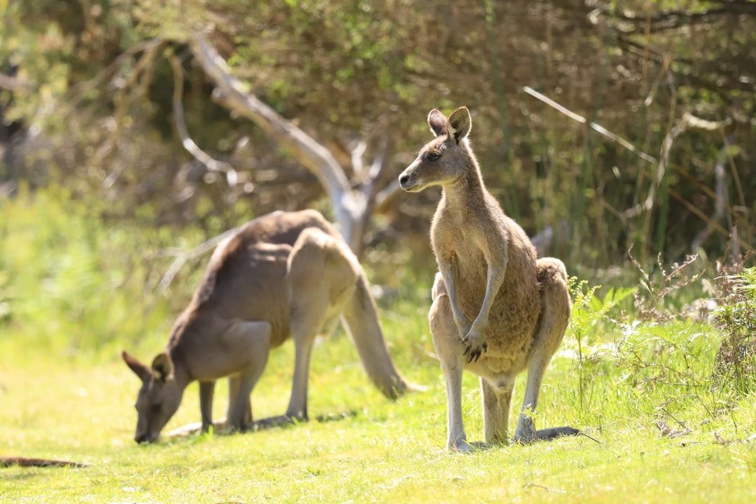 The Kangaroo: Australia's Iconic Hopper (Image Credits: Unsplash)