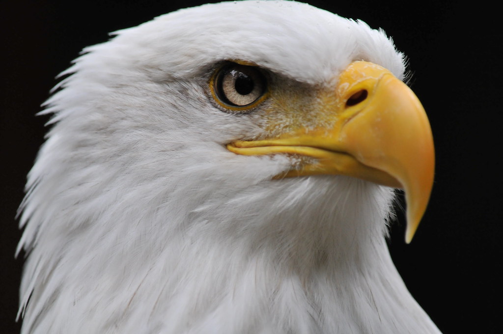 Capricorn: The Ambitious Eagle (Image Credits: Flickr)
