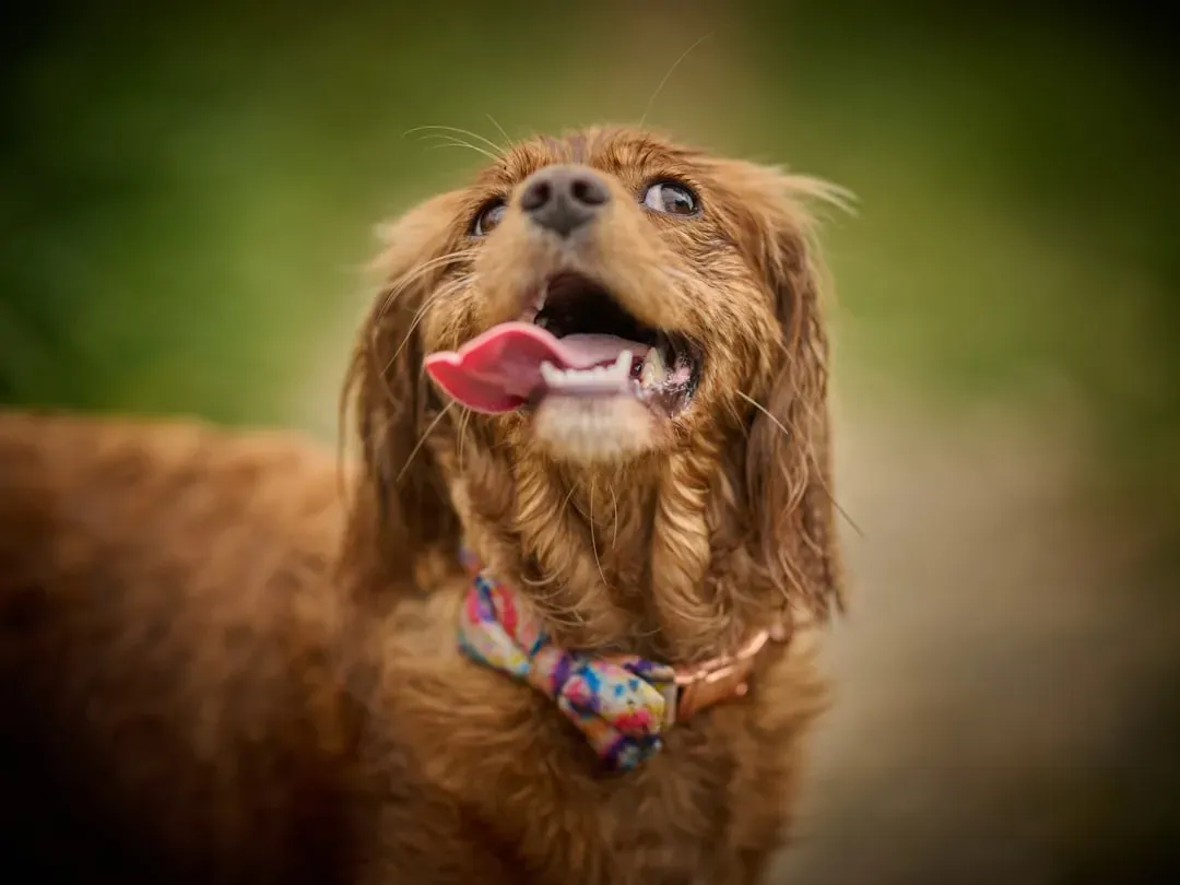 Elphie (Image Credits: Unsplash)
