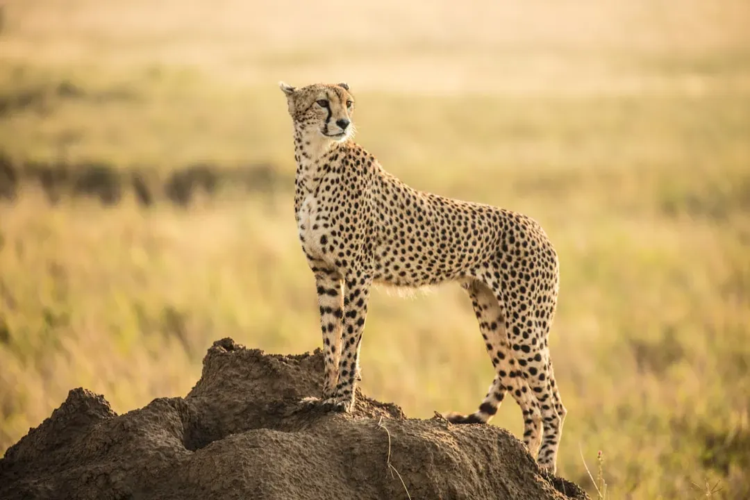 #4 &ndash; The Cheetah That Chirps for One Person Across the Entire Facility (Image Credits: Unsplash)