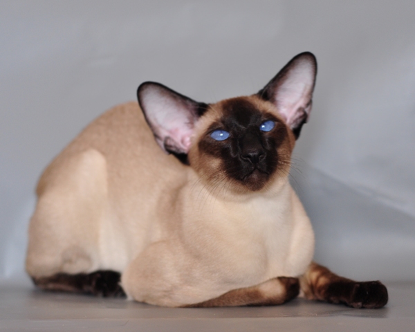 #2 Siamese (Image Credits: Wikimedia)