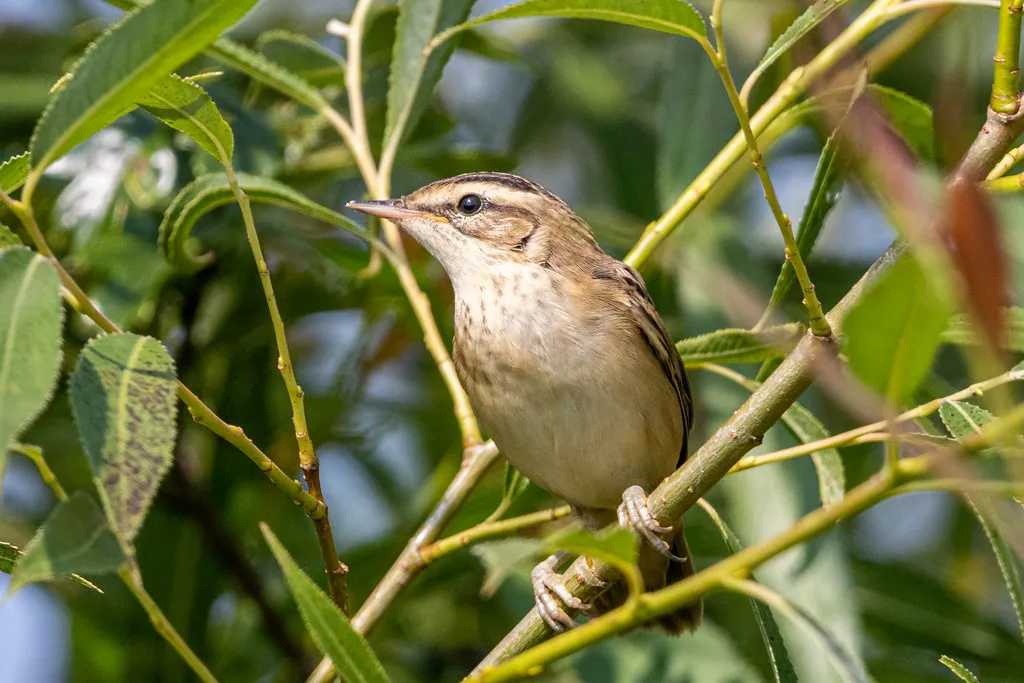 #29 - Sedge Warbler and Wet-Edge Visitors: Lost When Ponds Got Tidy (NH53, Flickr, CC BY 2.0)