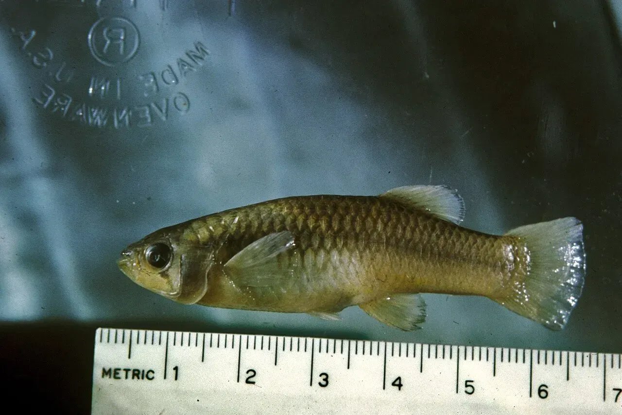The Big Bend Gambusia: Clinging to a Single Pond (Image Credits: Big Bend gambusia fish: Wikimedia commons)