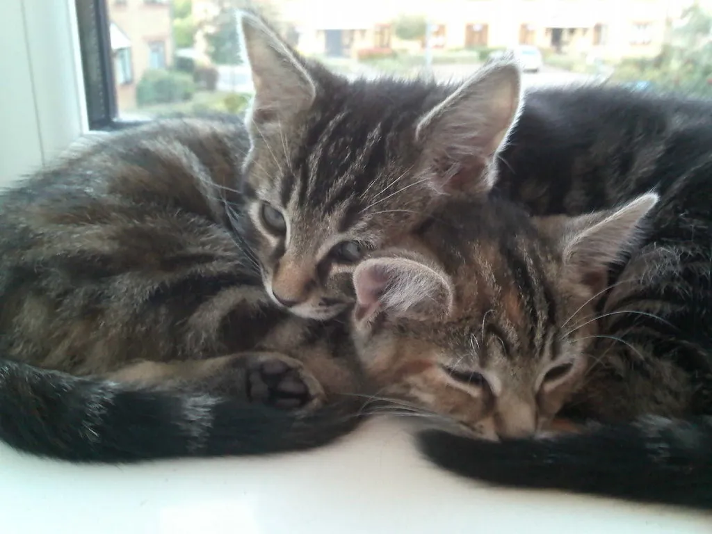Where Affection Happens (And Where It Doesn&rsquo;t) (Auz, Flickr, CC BY-SA 2.0)