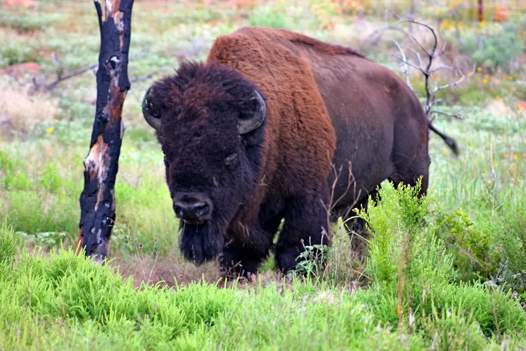 Seeing Bison in Person Changes the Story (hunted08, Flickr, CC BY 2.0)