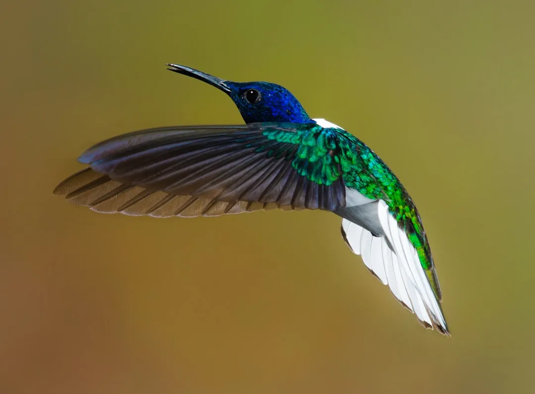 #8 - Auditioning With High-Speed Dive Bombs (Image Credits: Unsplash)