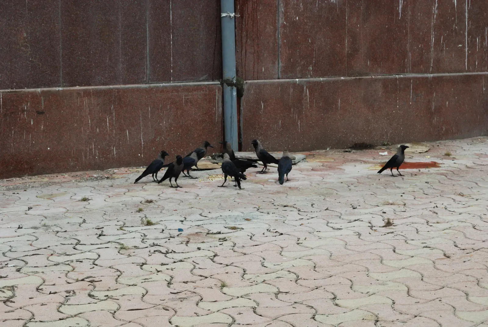 The Unexpected Scene at a Crow Gathering (House Crow, CC BY-SA 2.0)
