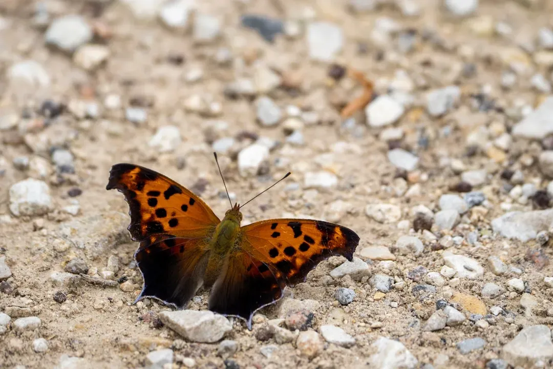 1. Texas - The Undisputed Butterfly Capital of the Nation (Image Credits: Unsplash)