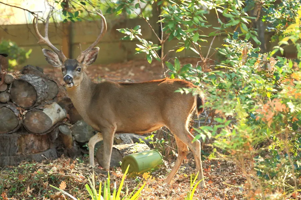 #9. Moon Phases Can Influence Their Nighttime Backyard Visits (peptic_ulcer, Flickr, CC BY-SA 2.0)