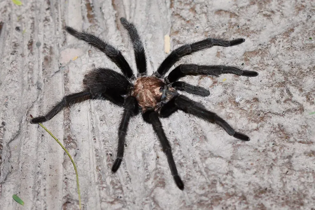 Aquarius: The Tarantula (Image Credits: Flickr)