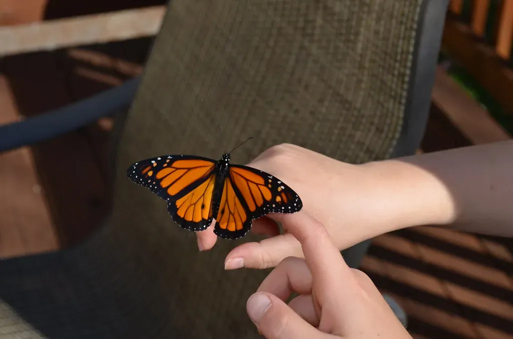 The Alarming Truth About Monarch Numbers Right Now (Image Credits: Flickr)