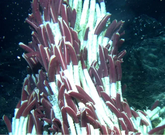 9. Deep-Sea Tubeworms: The Quiet Giants of the Ocean Floor (Sabine Gollner, Barbara Riemer, Pedro Martínez Arbizu, Nadine Le Bris, Monika Bright (2011): Diversity of Meiofauna from the 9°50′N East Pacific Rise across a Gradient of Hydrothermal Fluid Emissions. PLoS ONE 5(8): e12321. doi:10.1371/journal.pone.0012321, CC BY 2.5)