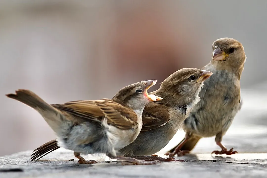 10. The Begging Call: Baby Birds Are Hungry (and Loud) (Image Credits: Unsplash)