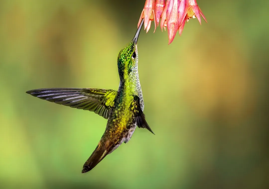 #13 - Hanging Upside Down From a Feeder Looks Like a Crisis. It's Actually Physics. (Image Credits: Unsplash)