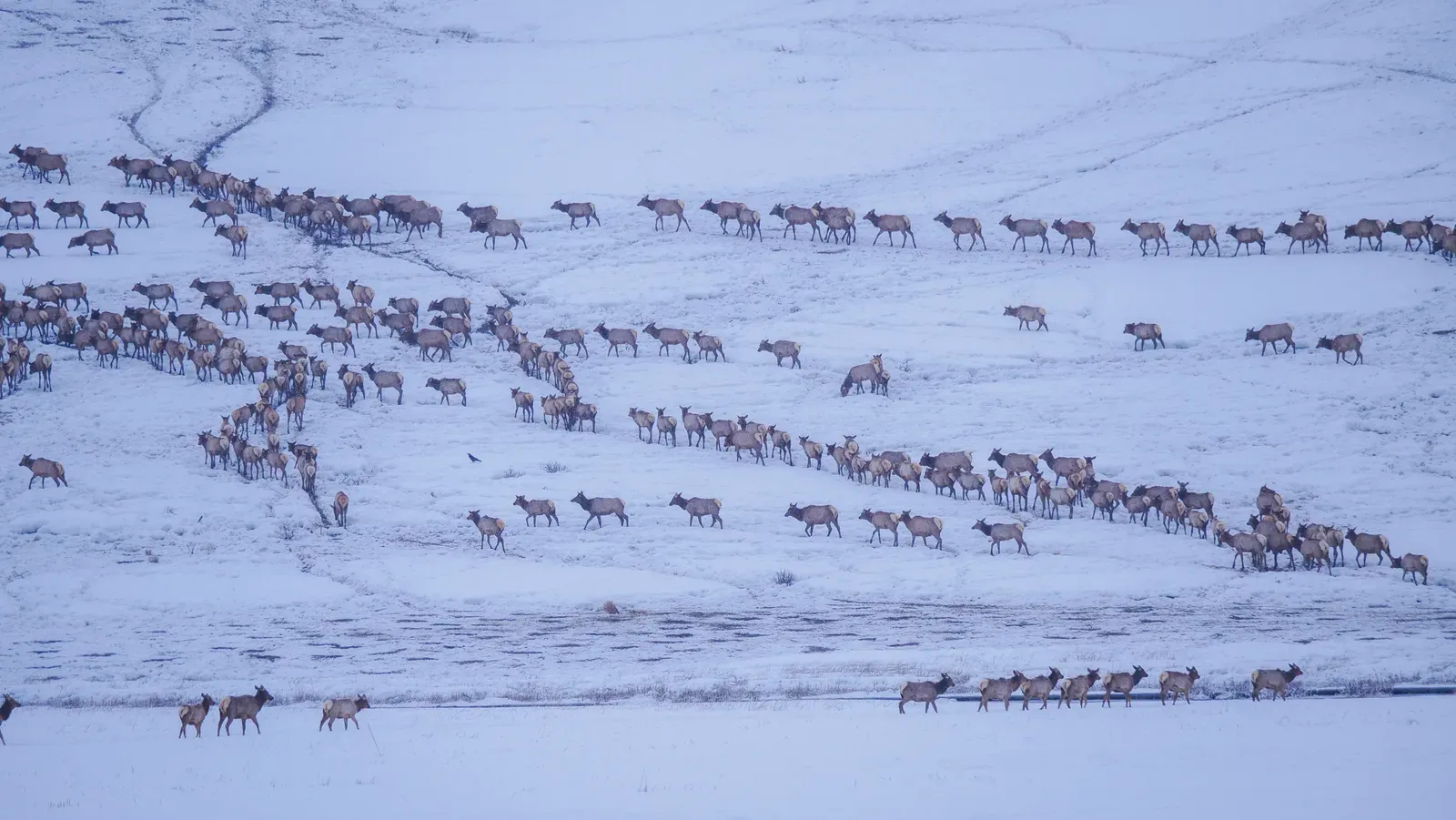 A Reflection Worth Sitting With (Elk Migration on the National Elk Refuge, Public domain)