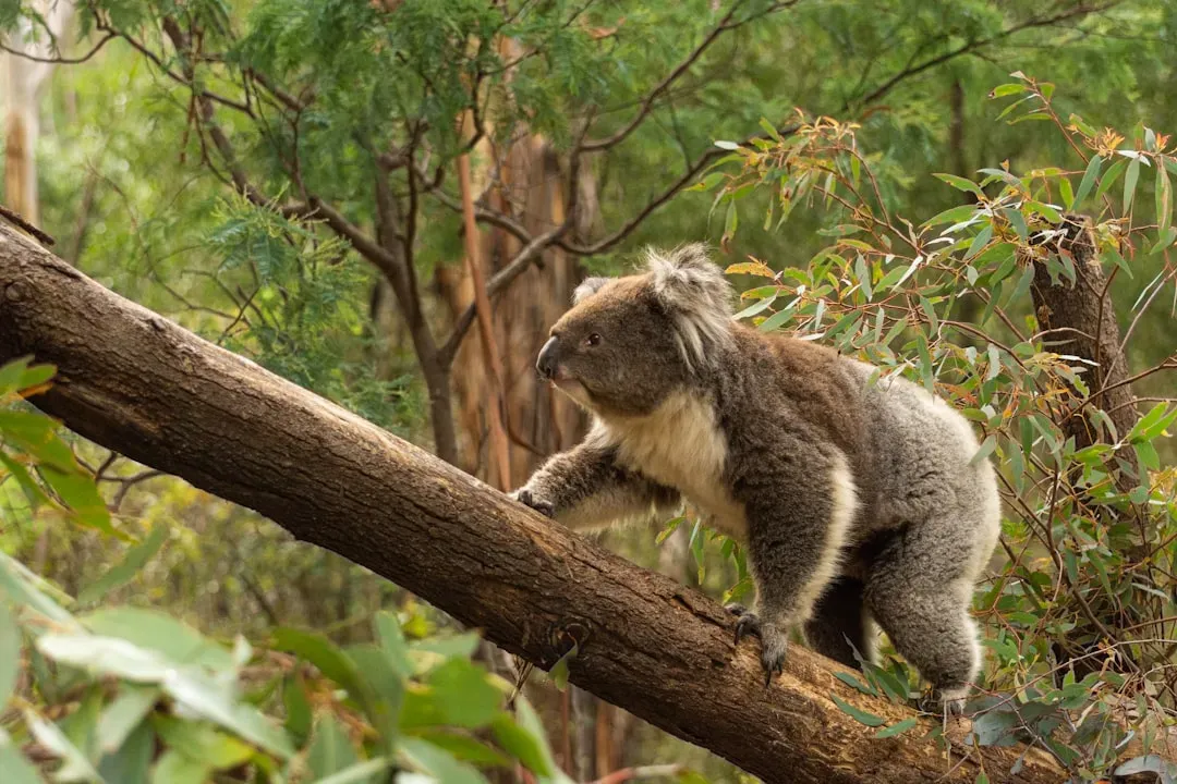 6. Koalas: Australia's Strategic Thinkers (Image Credits: Unsplash)