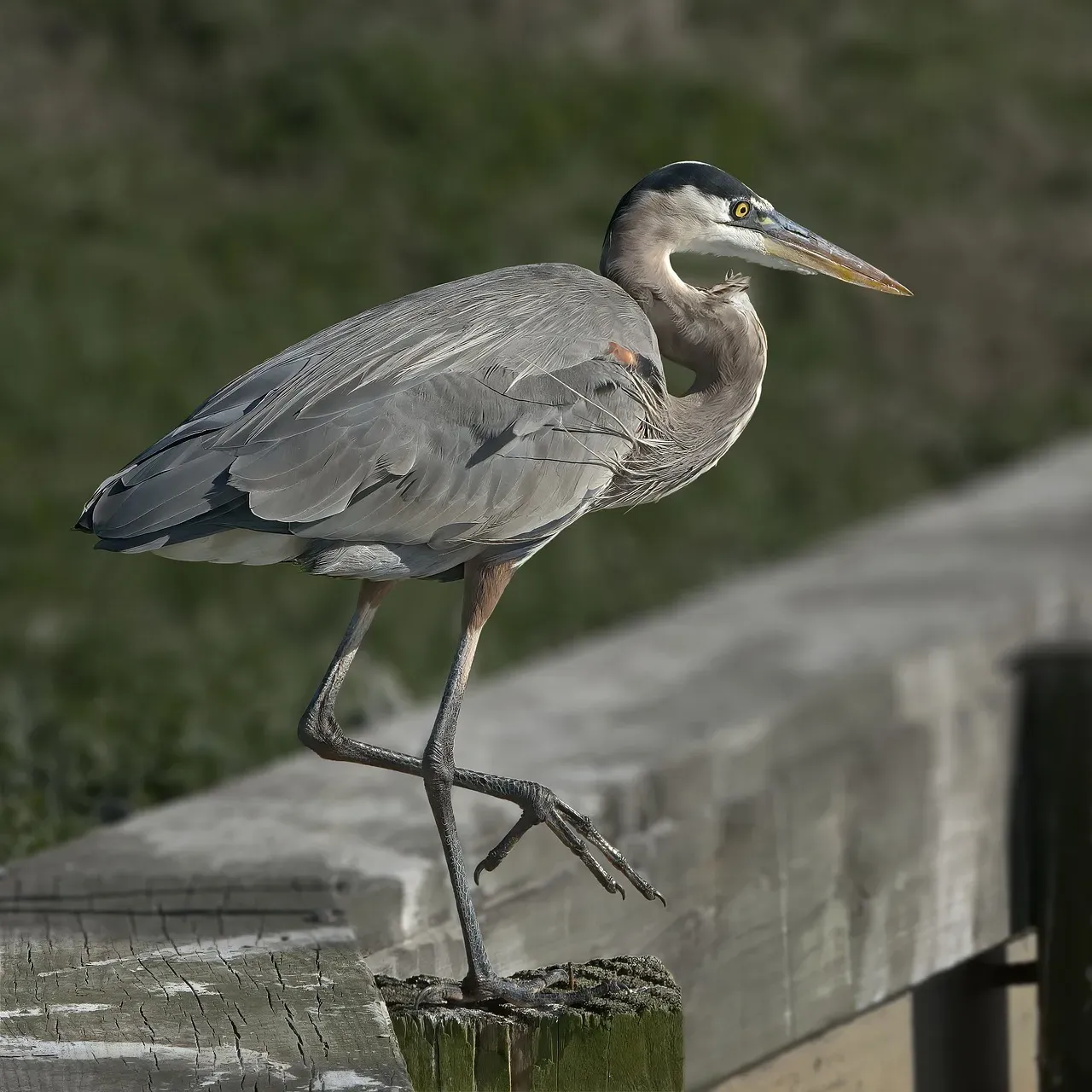 15. Roseate Spoonbill's Waterside Neighbor: The Great Blue Heron (Image Credits: Pixabay)