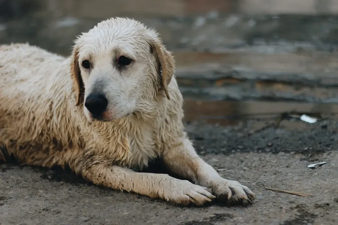 10. Wingnut: A Dog So Matted He Wasn't Recognizable (Image Credits: Unsplash)