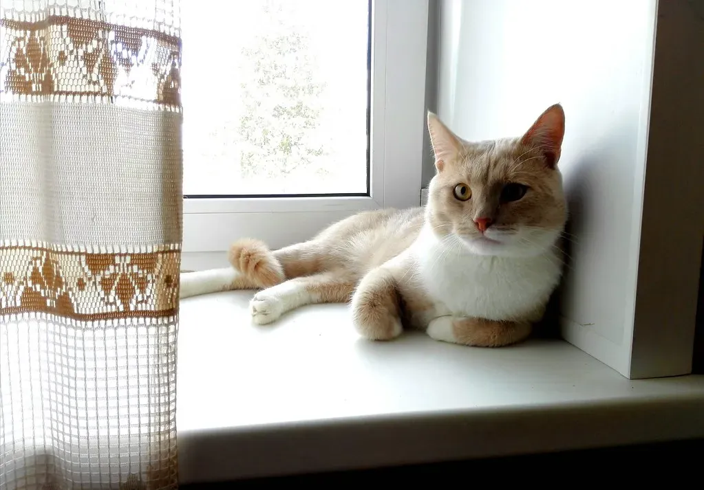 3. Get Pets and Children Inside Immediately (katunchik, Flickr, CC BY-SA 2.0)