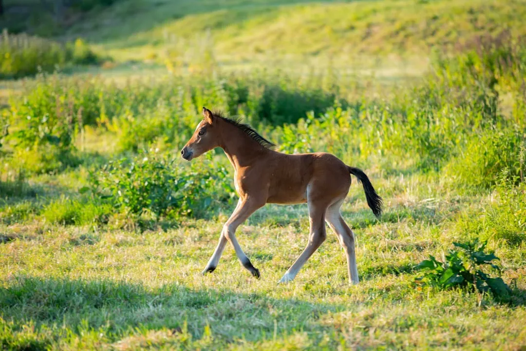 Baby Horses Can Run Within Hours of Being Born (Image Credits: Unsplash)