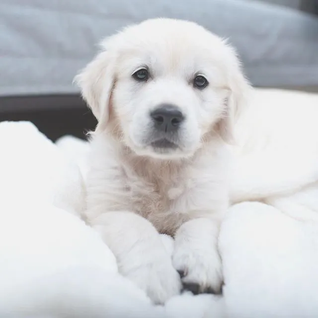 Why Your Dog’s Stare Feels So Personal (And Not Creepy) (Alex Beattie, Flickr, CC BY 2.0)