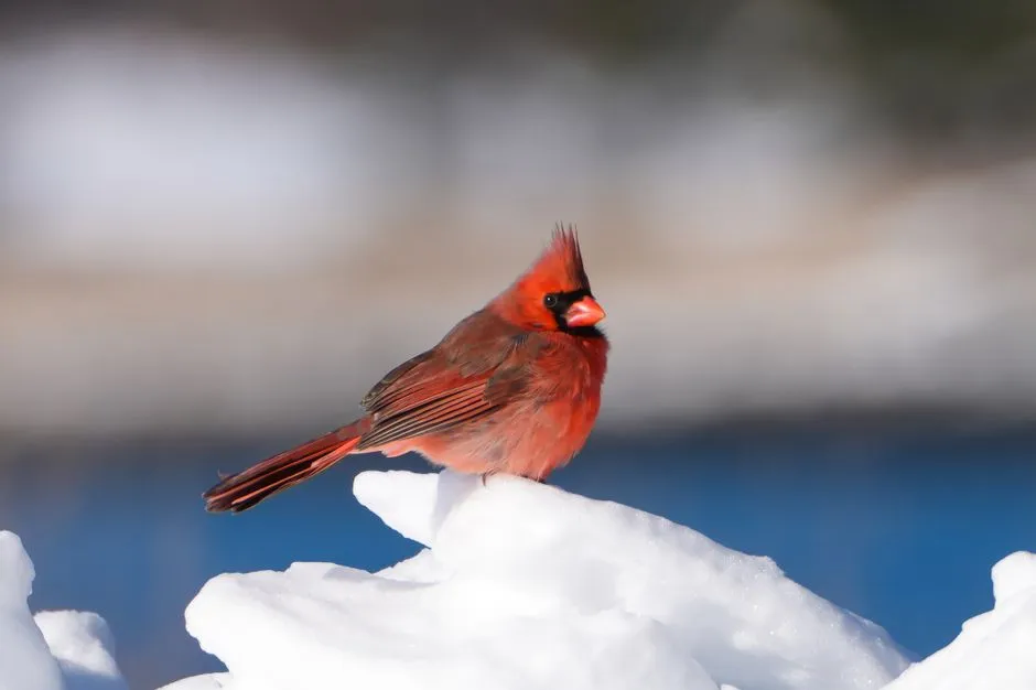 Conclusion: A Year-Round Delight with Seasonal Highlights (Image Credits: Pexels)