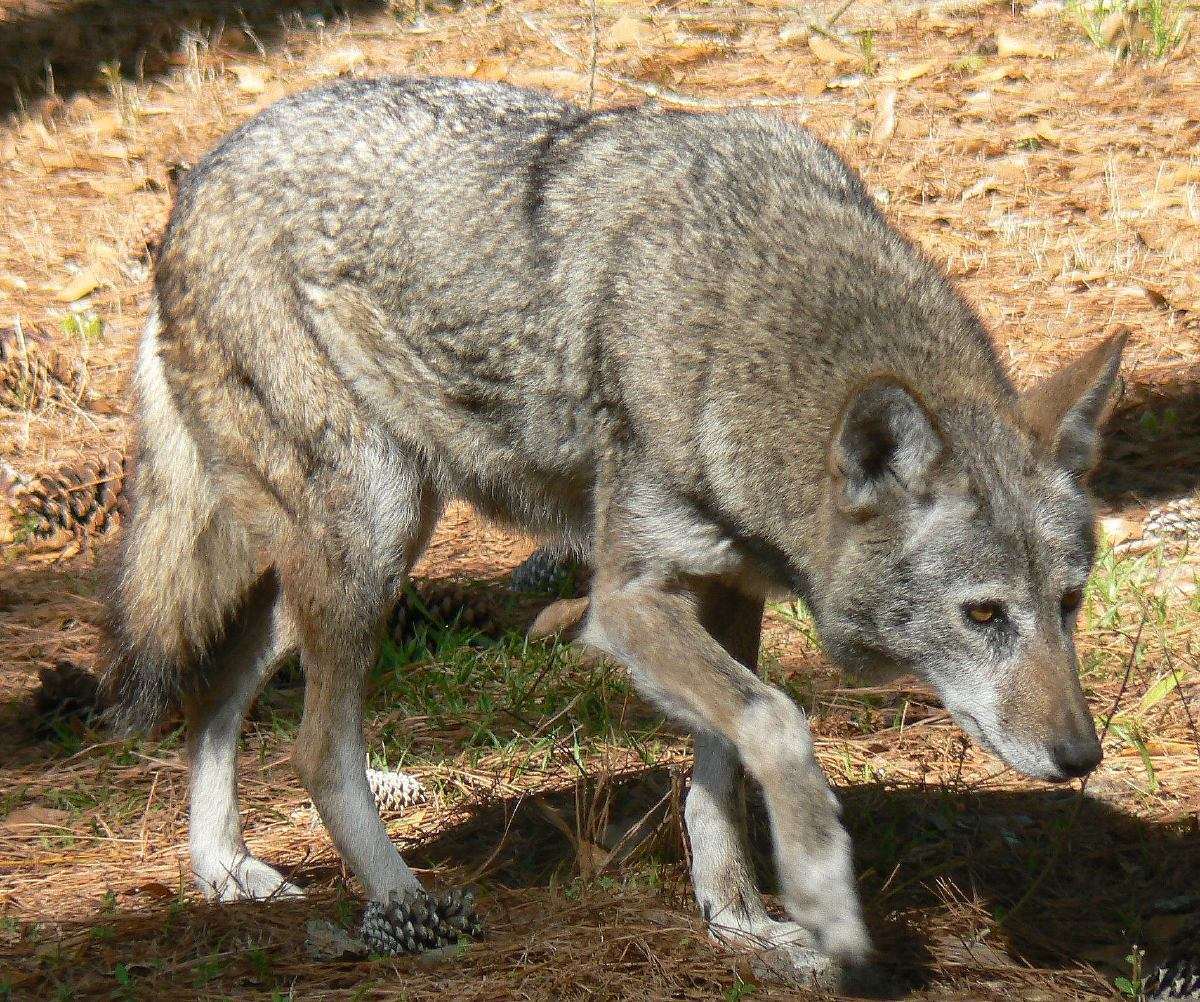 They're Habitat Generalists With Diverse Diets (Image Credits: Wikimedia)