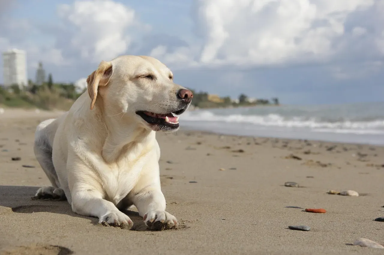 Labrador Retriever: The Quintessential Beach Companion (Image Credits: Pixabay)