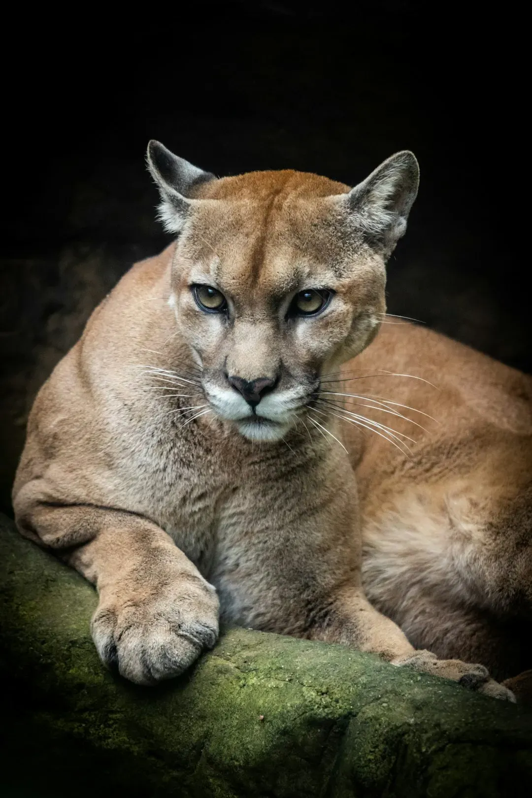 Conclusion: It's Time to See the Cougar Clearly (Image Credits: Unsplash)