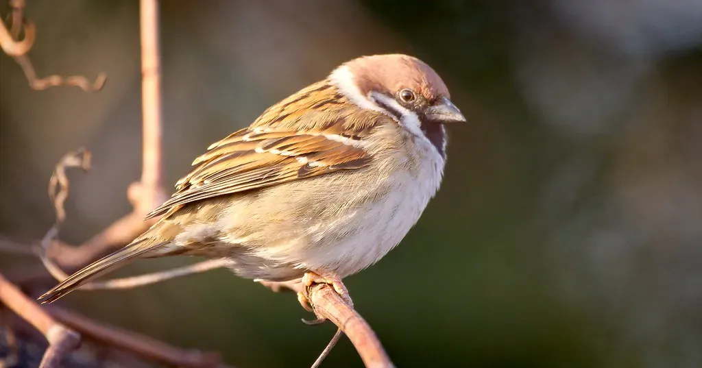 #6 - Tree Sparrow: The Farmland Cousin That Almost Vanished (hedera.baltica, Flickr, CC BY-SA 2.0)