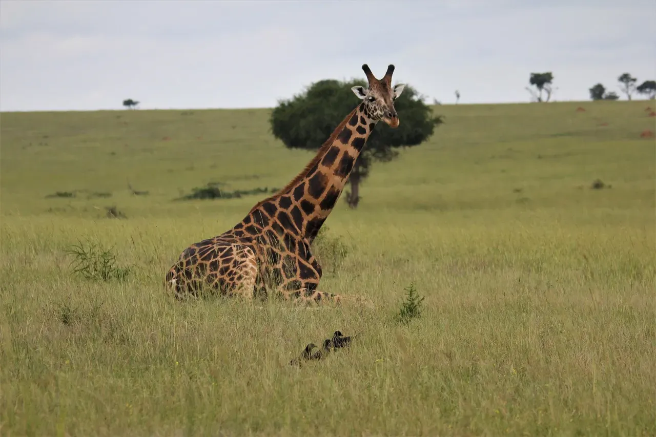 Conclusion: Africa's Hidden Treasures (Image Credits: Pixabay)