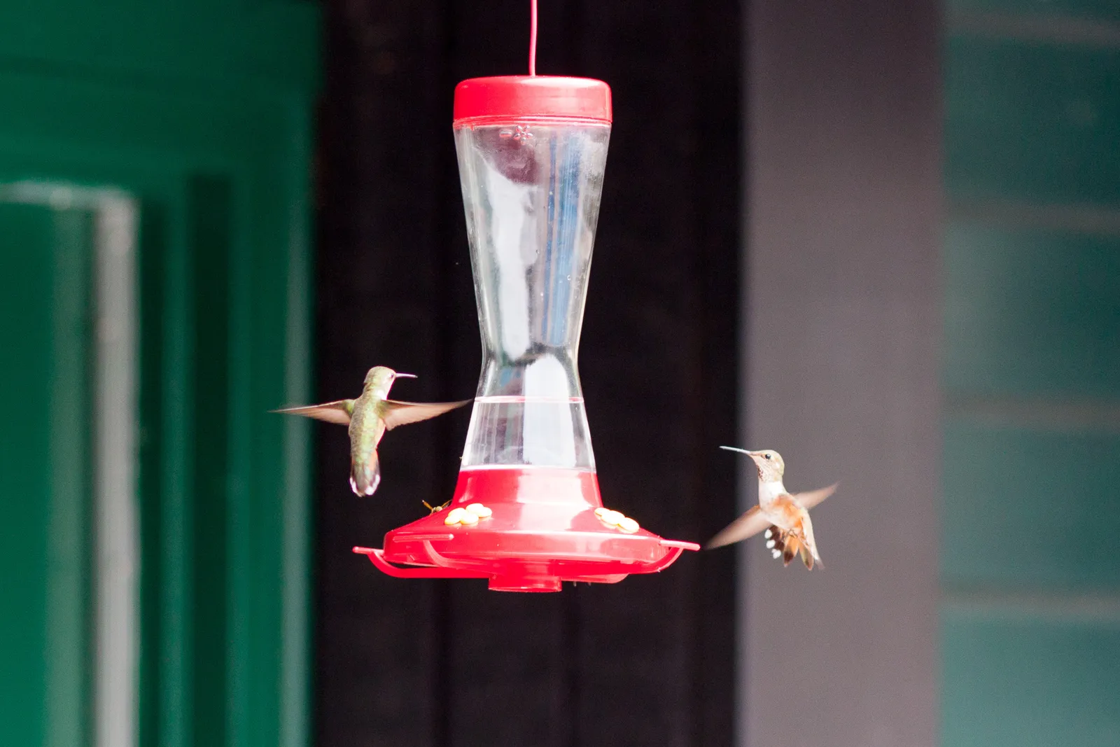 #3 - Your Feeder Has an Invisible "Traffic Pattern" (Hummingbird, CC BY 2.0)