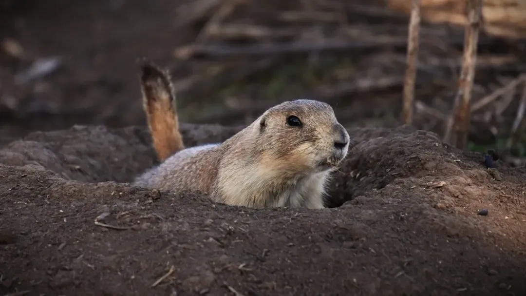 #2 - A Single Groundhog Reshapes the Ecosystem Around It (Image Credits: Unsplash)