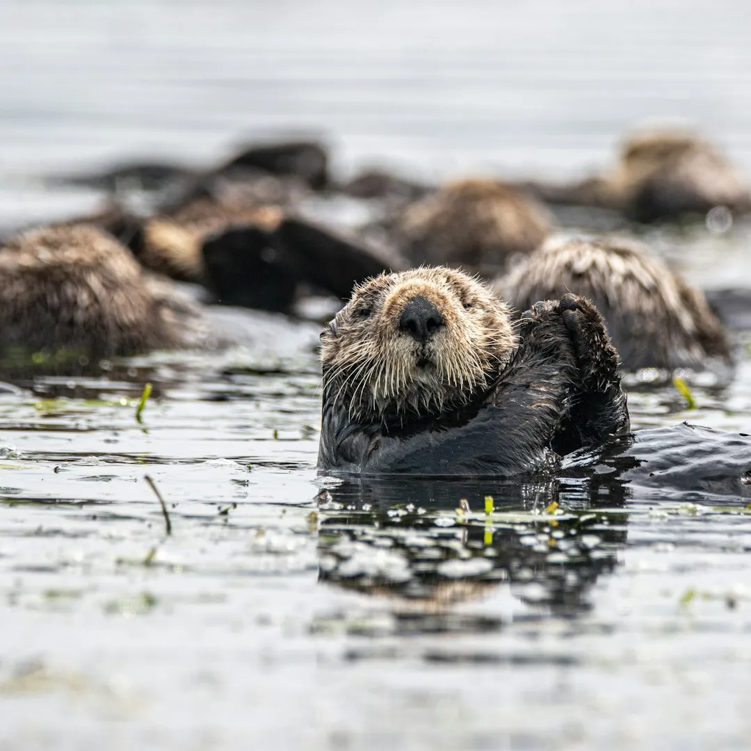 #2 They Coordinate Group Hunts Like Tiny, Furry Strategists (Image Credits: Unsplash)
