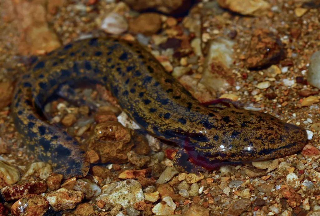 The Mudpuppy: The Eternal Larva That Lives Through Winter Ice (2ndPeter, Flickr, CC BY 2.0)