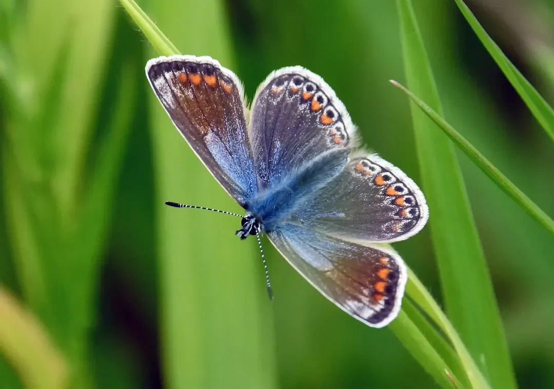 2. Karner Blue Butterfly (Lycaeides melissa samuelis) (Image Credits: Unsplash)